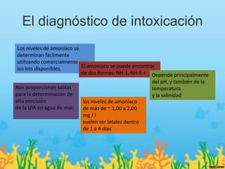 El diagnóstico de intoxicación
Los niveles de amoníaco se
determinan fácilmente
utilizando comercialmente
los kits disponibles.      El amoniaco se puede encontrar
                           de dos formas: NH 3, NH 4 + Depende principalmente
                                                        del pH, y también de la
Nos proporcionan tablas                                 temperatura
para la determinación de                                y la salinidad
alta precisión              los niveles de amoniaco
de la UIA en agua de mar.   de más de ~ 1,00 a 2,00
                            mg / l
                            suelen ser letales dentro
                            de 1 a 4 días
 