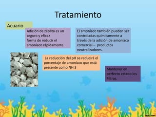 Tratamiento
Acuario
          Adición de zeolita es un      El amoníaco también pueden ser
          seguro y eficaz               controladas químicamente a
          forma de reducir el           través de la adición de amoníaco
          amoníaco rápidamente.         comercial – productos
                                        neutralizadores.

                    La reducción del pH se reducirá el
                    porcentaje de amoníaco que está
                    presente como NH 3                    Mantener en
                                                          perfecto estado los
                                                          Filtros.
 
