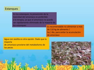 Estanques
         En los estanques, la prevención de la
         toxicidad del amoníaco es preferible
         a la terapia, ya que el amoníaco no puede
         ser rápidamente eliminado de la mayoría de
         los estanques
                                             Es recomendable no alimentar a más
                                             de 110 kg de alimento /
                                             ha / día, para evitar la acumulación
                                             de amoníaco
Agua con zeolita es otra opción. Dado que la
mayoría
de amoniaco proviene del metabolismo de
los peces
 