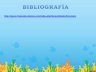 http://peces-tropicales.idoneos.com/index.php/Generalidades/Amoniaco
 