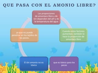 Las proporciones
                        de amoníaco libre y de
                      ión dependen del pH y de
                       la temperatura del agua


                                                 Cuando estos factores
    ya que no puede
                                                 aumentan, también lo
penetrar en los tejidos de
                                                 hace la proporción de
        los peces.
                                                    amoníaco libre




            El ión amonio no es         que es tóxico para los
                    tóxico                      peces
 