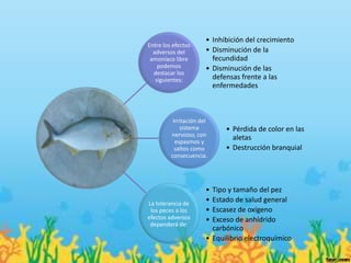 • Inhibición del crecimiento
Entre los efectos
  adversos del         • Disminución de la
 amoníaco libre          fecundidad
    podemos            • Disminución de las
  destacar los
   siguientes:           defensas frente a las
                         enfermedades



          Irritación del
             sistema         • Pérdida de color en las
         nervioso, con
           espasmos y
                               aletas
           saltos como       • Destrucción branquial
         consecuencia.




                       • Tipo y tamaño del pez
La tolerancia de
                       • Estado de salud general
 los peces a los       • Escasez de oxígeno
efectos adversos       • Exceso de anhídrido
 dependerá de:
                         carbónico
                       • Equilibrio electroquímico
 