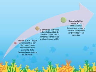 Cuando el pH es
                                                        menor a 7 la
                                                       nitrificación se
                                                    detiene, por lo que el
                          El anhídrido carbónico     amoníaco no puede
                          reduce la toxicidad del    ser oxidado por las
                           amoníaco libre hasta           bacterias.
                          concentraciones de 15
                          a 60 partes por millón
Se sabe que 0,2 mg de
  amoníaco libre por
   litro traen como
   consecuencia un
    aumento de la
frecuencia respiratoria
      de los peces.
 