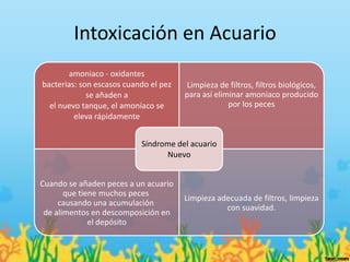 Intoxicación en Acuario
        amoniaco - oxidantes
bacterias: son escasos cuando el pez    Limpieza de filtros, filtros biológicos,
             se añaden a               para así eliminar amoniaco producido
  el nuevo tanque, el amoníaco se                   por los peces
         eleva rápidamente


                           Síndrome del acuario
                                 Nuevo


Cuando se añaden peces a un acuario
       que tiene muchos peces
                                       Limpieza adecuada de filtros, limpieza
     causando una acumulación
                                                  con suavidad.
 de alimentos en descomposición en
              el depósito
 