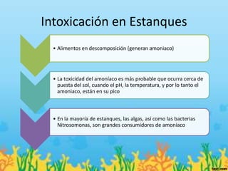 Intoxicación en Estanques
  • Alimentos en descomposición (generan amoniaco)




  • La toxicidad del amoníaco es más probable que ocurra cerca de
    puesta del sol, cuando el pH, la temperatura, y por lo tanto el
    amoniaco, están en su pico



  • En la mayoría de estanques, las algas, así como las bacterias
    Nitrosomonas, son grandes consumidores de amoníaco
 
