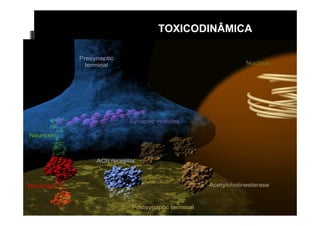 TOXICODINÂMICA 
 