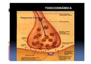 TOXICODINÂMICA 
 