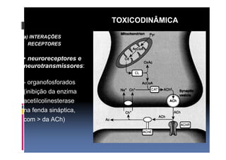 a) INTERAÇÕES 
RECEPTORES 
• neuroreceptores e 
neurotransmissores: 
- organofosforados 
(inibição da enzima 
acetilcolinesterase 
na fenda sináptica, 
com > da ACh) 
TOXICODINÂMICA 
 