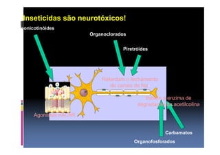 Inseticidas são neurotóxicos! 
Organoclorados 
Piretróides 
Retardam o fechamento 
de canais de Na+ 
Inibem a enzima de 
degradação da acetilcolina 
Carbamatos 
Organofosforados 
Neonicotinóides 
Agonistas nAChR 
 