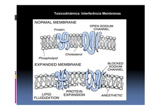 Toxicodinâmica: Interferência Membranas 
 