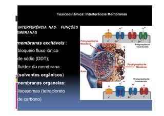 Toxicodinâmica: Interferência Membranas 
b) INTERFERÊNCIA NAS FUNÇÕES 
MEMBRANAS 
• membranas excitáveis : 
- bloqueio fluxo iônico 
de sódio (DDT); 
- fluidez da membrana 
(solventes orgânicos) 
• membranas organelas: 
- lisossomas (tetracloreto 
de carbono) 
 
