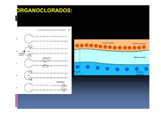 ORGANOCLORADOS: 
 