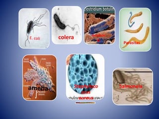 colera Botulism 
o Parasitas 
Staphyloco 
ccus 
aureus 
Salmonela 
 