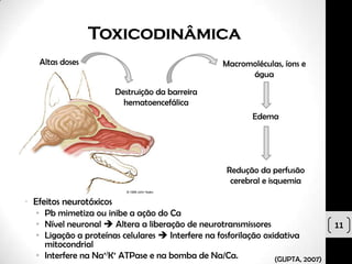 Toxicodinâmica
   Altas doses                                     Macromoléculas, íons e
                                                         água

                         Destruição da barreira
                           hematoencefálica
                                                           Edema




                                                    Redução da perfusão
                                                     cerebral e isquemia

• Efeitos neurotóxicos
  • Pb mimetiza ou inibe a ação do Ca
  • Nível neuronal  Altera a liberação de neurotransmissores                    11
  • Ligação a proteínas celulares  Interfere na fosforilação oxidativa
    mitocondrial
  • Interfere na Na+/K+ ATPase e na bomba de Na/Ca.              (GUPTA, 2007)
 