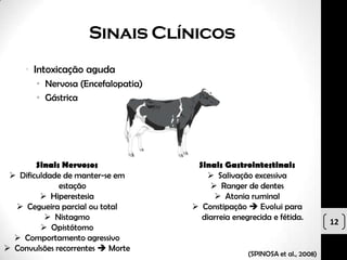 Sinais Clínicos
     • Intoxicação aguda
        • Nervosa (Encefalopatia)
        • Gástrica




        Sinais Nervosos              Sinais Gastrointestinais
  Dificuldade de manter-se em          Salivação excessiva
              estação                    Ranger de dentes
          Hiperestesia                   Atonia ruminal
   Cegueira parcial ou total        Constipação  Evolui para
           Nistagmo                  diarreia enegrecida e fétida.
                                                                            12
          Opistótomo
   Comportamento agressivo
 Convulsões recorrentes  Morte
                                                   (SPINOSA et al., 2008)
 