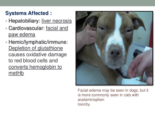 acetaminophen dogs toxic dose