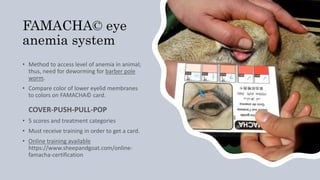 Management of Internal Parasites in Small Ruminants | PPTX