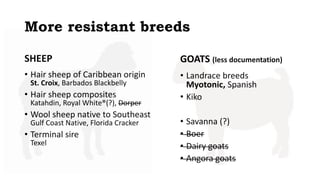 More resistant breeds
SHEEP
• Hair sheep of Caribbean origin
St. Croix, Barbados Blackbelly
• Hair sheep composites
Katahd...