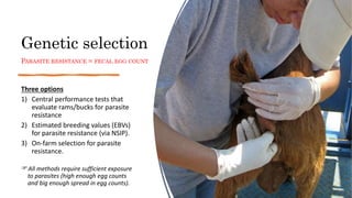 Genetic selection
PARASITE RESISTANCE = FECAL EGG COUNT
Three options
1) Central performance tests that
evaluate rams/buck...