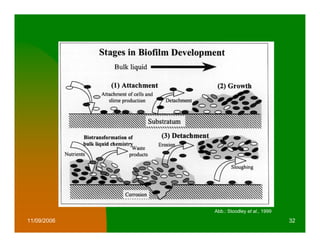 Abb.: Stoodley et al., 1999

11/09/2006                                 32
 