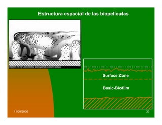 Estructura espacial de las biopelículas




                                        Surface Zone

                                        Basic-Biofilm




11/09/2006                                              33
 