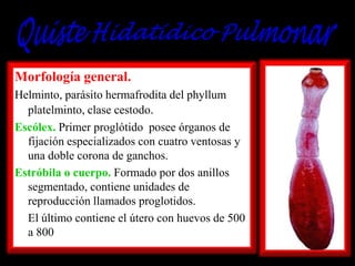 Morfología general.
Helminto, parásito hermafrodita del phyllum
platelminto, clase cestodo.
Escólex. Primer proglótido posee órganos de
fijación especializados con cuatro ventosas y
una doble corona de ganchos.
Estróbila o cuerpo. Formado por dos anillos
segmentado, contiene unidades de
reproducción llamados proglotidos.
El último contiene el útero con huevos de 500
a 800

 