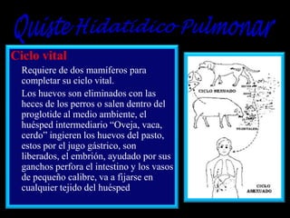 Ciclo vital
Requiere de dos mamíferos para
completar su ciclo vital.
Los huevos son eliminados con las
heces de los perros o salen dentro del
proglotide al medio ambiente, el
huésped intermediario “Oveja, vaca,
cerdo” ingieren los huevos del pasto,
estos por el jugo gástrico, son
liberados, el embrión, ayudado por sus
ganchos perfora el intestino y los vasos
de pequeño calibre, va a fijarse en
cualquier tejido del huésped

 