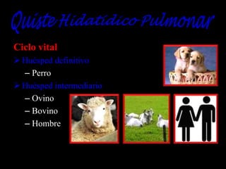 Ciclo vital
 Huésped definitivo
– Perro
 Huésped intermediario
– Ovino
– Bovino
– Hombre

 