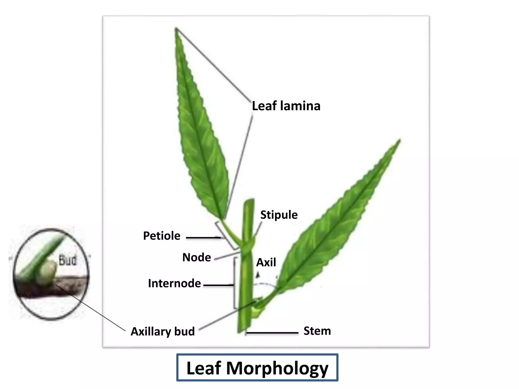 Introduction leaf | PPTX
