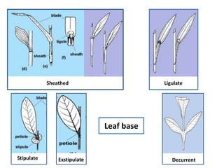 Leaf base
Sheathed Ligulate
Stipulate Exstipulate Decurrent
 