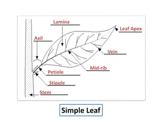 Axil
Lamina
Leaf Apex
Vein
Mid-rib
Petiole
Stipule
Simple Leaf
Stem
 