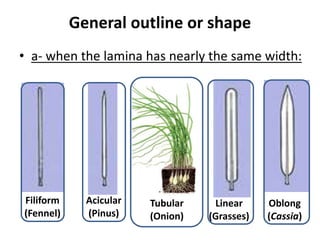 General outline or shape
• a- when the lamina has nearly the same width:
Filiform
(Fennel)
Acicular
(Pinus)
Tubular
(Onion)
Linear
(Grasses)
Oblong
(Cassia)
 