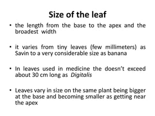 Size of the leaf
• the length from the base to the apex and the
broadest width
• it varies from tiny leaves (few millimeters) as
Savin to a very considerable size as banana
• In leaves used in medicine the doesn’t exceed
about 30 cm long as Digitalis
• Leaves vary in size on the same plant being bigger
at the base and becoming smaller as getting near
the apex
 