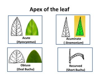 Apex of the leaf
Acute
(Hyoscyamus)
Acuminate
( Stramonium)
Obtuse
(Oval Buchu)
Recurved
(Short Buchu)
 