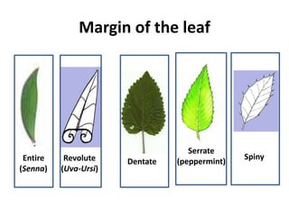 Margin of the leaf
Entire
(Senna)
Revolute
(Uva-Ursi)
Dentate
Serrate
(peppermint)
Spiny
 