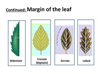 Continued: Margin of the leaf
Bidentate
Crenate
(Digitalis)
Serrate Lobed
 