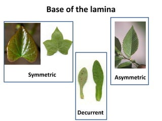 Base of the lamina
Symmetric Asymmetric
Decurrent
 
