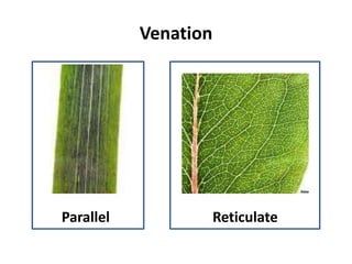 Introduction leaf | PPTX