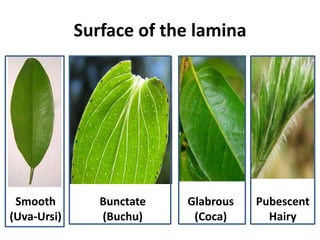 Surface of the lamina
Smooth
(Uva-Ursi)
Bunctate
(Buchu)
Glabrous
(Coca)
Pubescent
Hairy
 