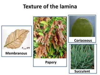 Texture of the lamina
Membranous
Papery
Coriaceous
Succulent
 