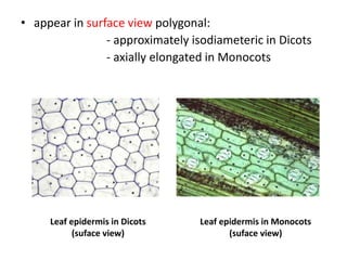 • appear in surface view polygonal:
- approximately isodiameteric in Dicots
- axially elongated in Monocots
Leaf epidermis in Dicots
(suface view)
Leaf epidermis in Monocots
(suface view)
 