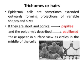 Trichomes or hairs
• Epidermal cells are sometimes extended
outwards forming projections of variable
shapes and sizes
• If they are short and conical papillae
and the epidermis described papillosed
these appear in surface view as circles in the
middle of the cells
 