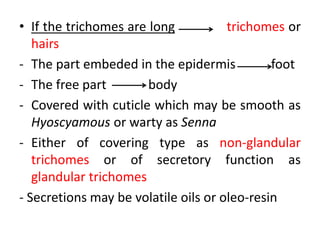• If the trichomes are long trichomes or
hairs
- The part embeded in the epidermis foot
- The free part body
- Covered with cuticle which may be smooth as
Hyoscyamous or warty as Senna
- Either of covering type as non-glandular
trichomes or of secretory function as
glandular trichomes
- Secretions may be volatile oils or oleo-resin
 