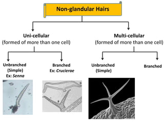 Multi-cellular
(formed of more than one cell)
Uni-cellular
(formed of more than one cell)
Unbranched
(Simple)
Ex: Senna
Branched
Ex: Crucierae
Unbranched
(Simple)
Branched
Non-glandular Hairs
 