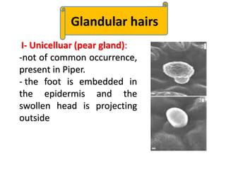 c
Glandular hairs
I- Unicelluar (pear gland):
-not of common occurrence,
present in Piper.
- the foot is embedded in
the epidermis and the
swollen head is projecting
outside
 