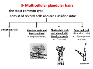 II- Multicellular glandular hairs
- the most common type.
- consist of several cells and are classified into:
Uniseriate stalk Biseriate stalk and
biseriate head
(Compositae hair)
Pluriseriate stalk
and a head with
8 radiating cells
ex: Cannabis
Branched stalk
(Branched hair)
ex: Hyoscyamus
muticus
 