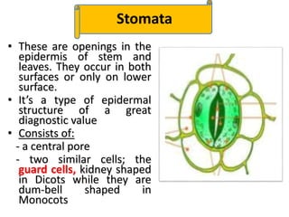 • These are openings in the
epidermis of stem and
leaves. They occur in both
surfaces or only on lower
surface.
• It’s a type of epidermal
structure of a great
diagnostic value
• Consists of:
- a central pore
- two similar cells; the
guard cells, kidney shaped
in Dicots while they are
dum-bell shaped in
Monocots
cStomata
 
