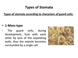 Types of Stomata
• 1-Moss type
- The guard cells, during
development, fuse with each
other by lysis of the separating
walls, thus the osteole becomes
surrounded by a single cell
Types of stomata according to characters of guard cells:
 