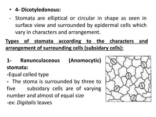 • 4- Dicotyledonous:
- Stomata are elliptical or circular in shape as seen in
surface view and surrounded by epidermal cells which
vary in characters and arrangement.
Types of stomata according to the characters and
arrangement of surrounding cells (subsidary cells):
1- Ranunculaceous (Anomocytic)
stomata:
-Equal celled type
- The stoma is surrounded by three to
five subsidary cells are of varying
number and almost of equal size
-ex: Digitalis leaves
 