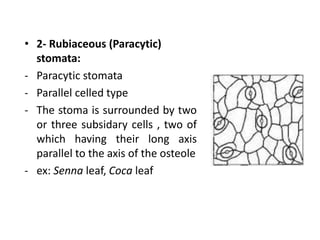 • 2- Rubiaceous (Paracytic)
stomata:
- Paracytic stomata
- Parallel celled type
- The stoma is surrounded by two
or three subsidary cells , two of
which having their long axis
parallel to the axis of the osteole
- ex: Senna leaf, Coca leaf
 